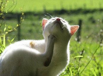 Bolhásságtól szenvedő, vakaródzó macska