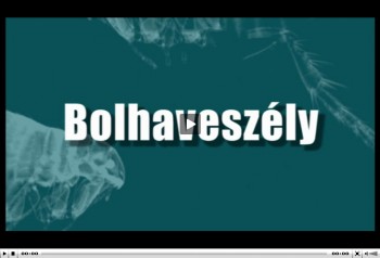 A tappancsvilag.hu videója a bolhásságról